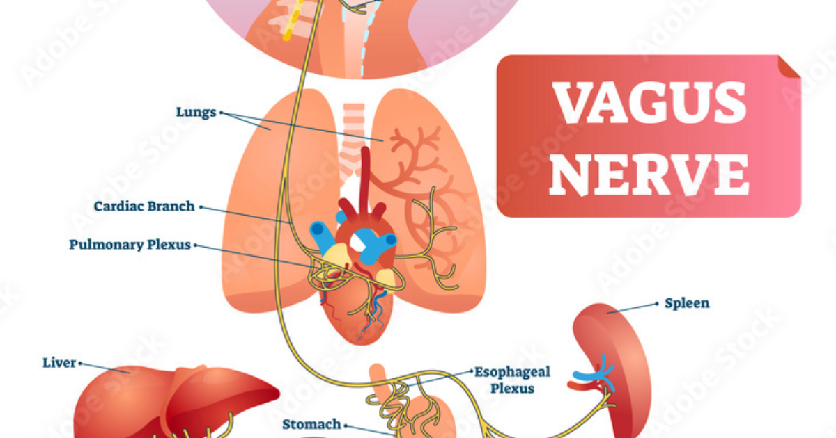 Cardionex capsules: The Vagus Nerve and Blood Sugar: Neural Regulation of Pancreatic Insulin Secretion
