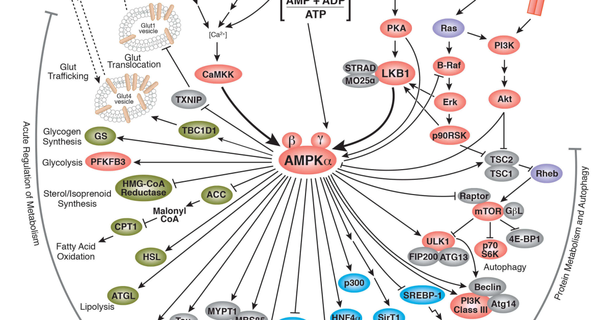 GLPRO: AMPK Pathway Activation — The Metabolic Master Switch That Improves Insulin Sensitivity