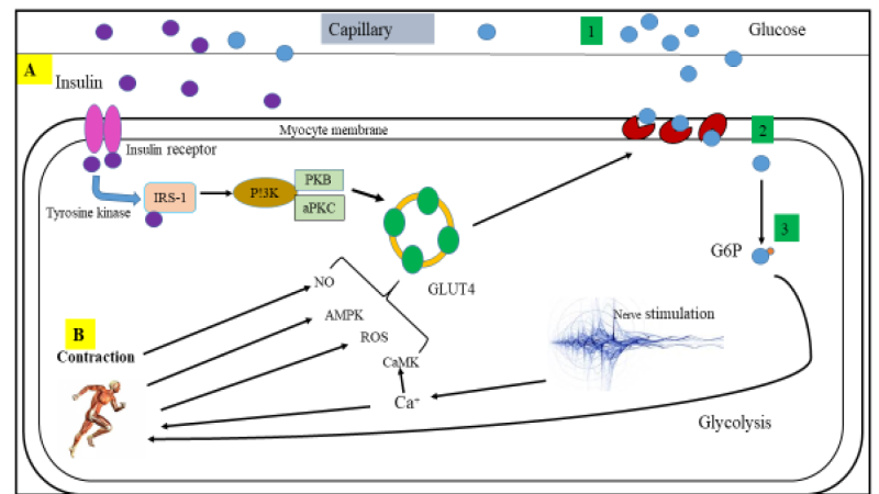 diagram of AMPK pathway in muscle and liver cells