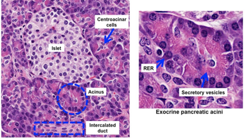 pancreatic islet cells microscopy illustration