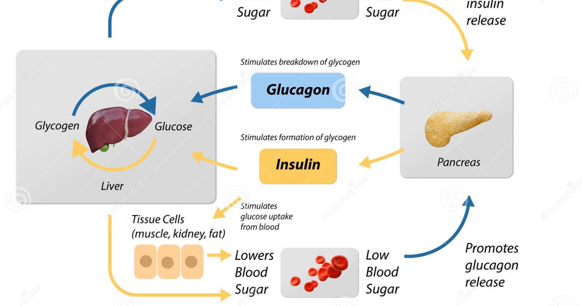 Glucose Management - PR: Clinical Report on the Physiological Mechanisms Behind Blood Sugar Control and Metabolic Health