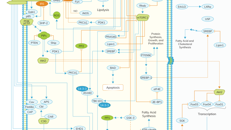 insulin receptor binding glucose molecule diagram
