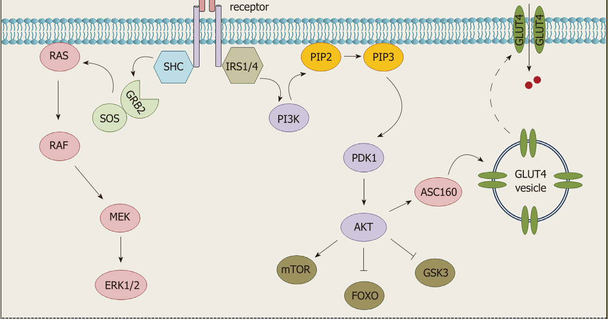 Glucose Management - PR: How Insulin Receptor Desensitization Begins – The Biochemical Trigger of Blood Sugar Spikes