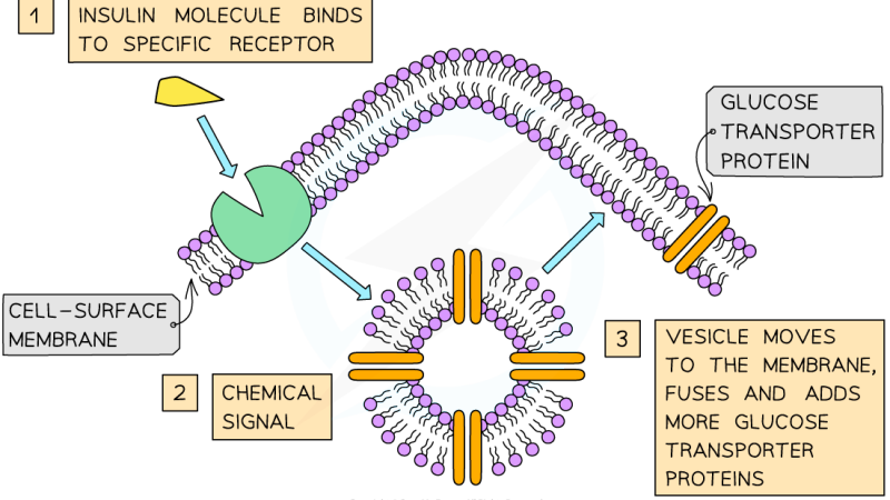 insulin receptor signaling pathway diagram