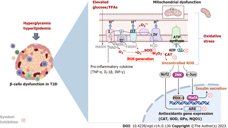 pancreatic beta cells under microscope with oxidative stress markers