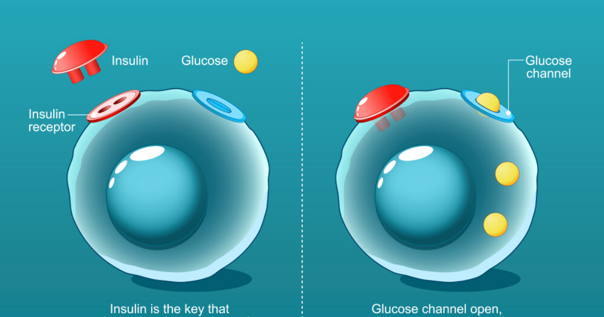 Glucotrust Bites: The Cortisol Connection to Insulin Resistance – How to Break the Cycle