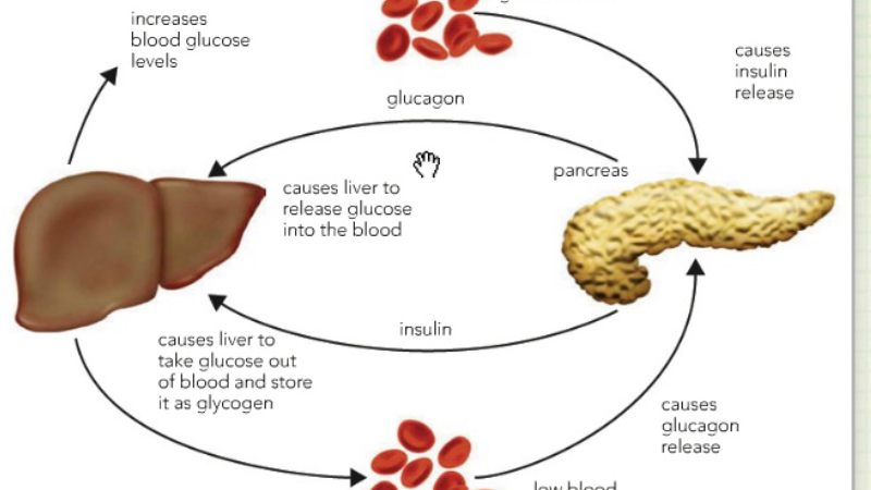 diagram of liver releasing glucose into bloodstream with insulin receptor blockage