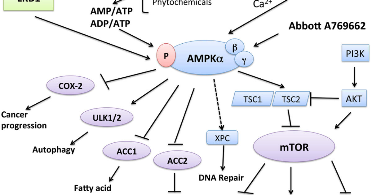 Glucotrust Bites: Why AMPK Activation Is Your Body’s Metabolic Master Switch