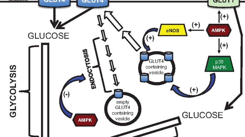 microscope view of cellular AMPK signaling pathway