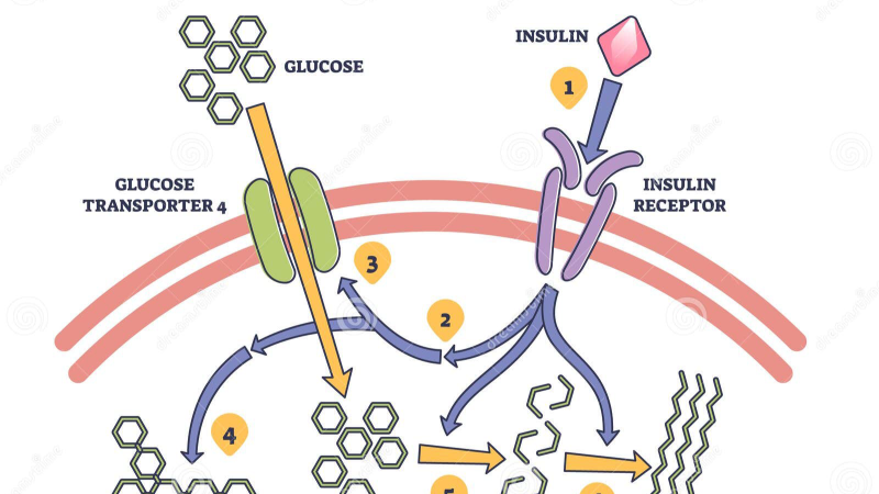 illustration of muscle cell showing GLUT4 translocation and AMPK activation