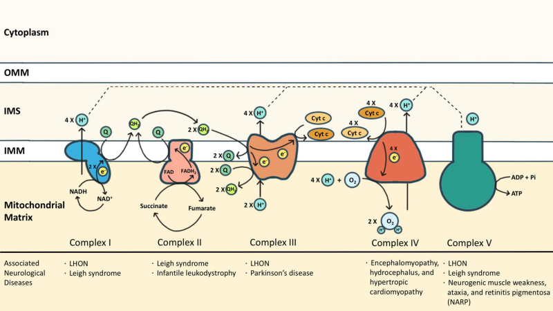mitochondrial dysfunction electron transport chain diagram