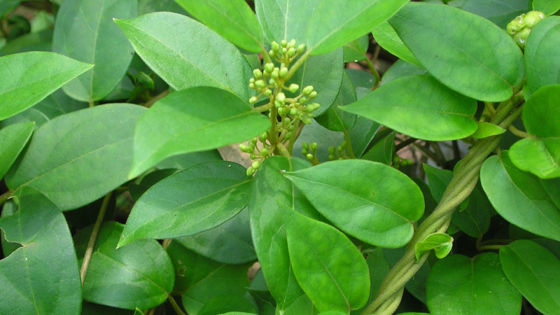 gymnema sylvestre leaves and cinnamon sticks