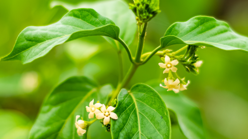 botanical ingredients table or microscope view