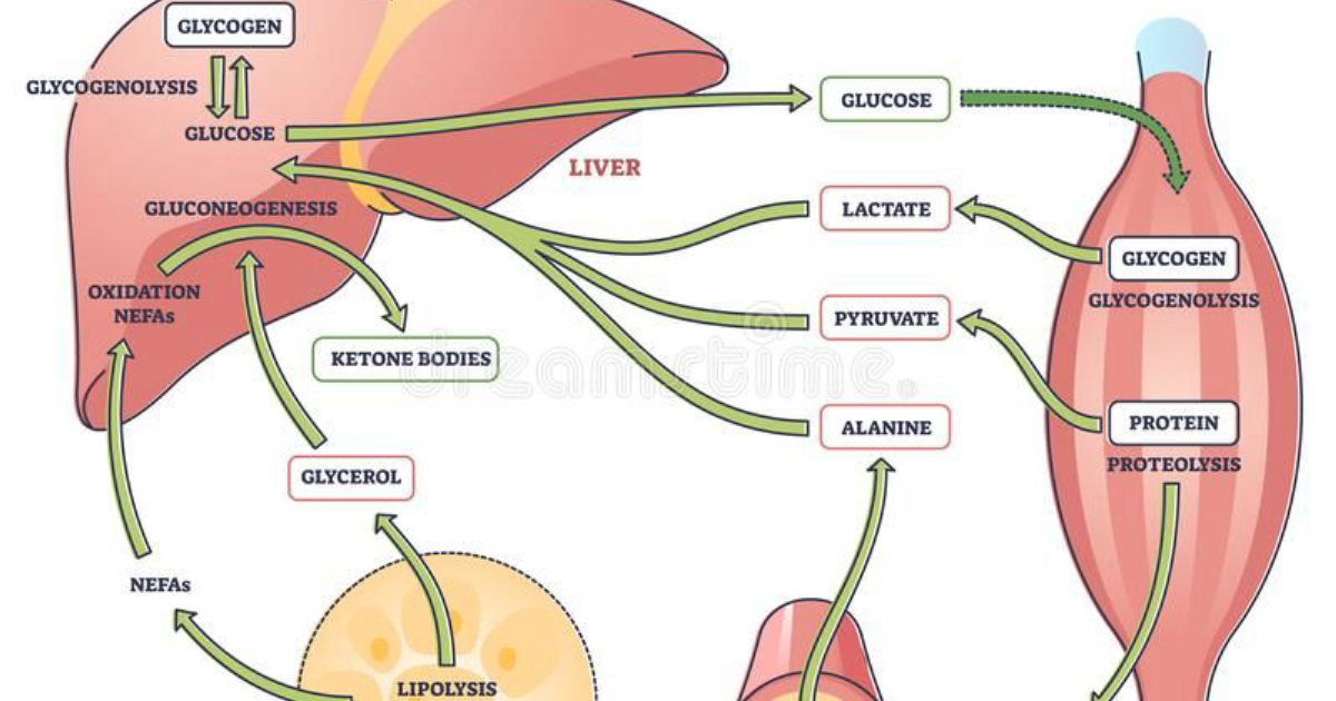 Glycogen Plus: How Your Liver Overproduces Sugar While You Sleep – The Science of Dawn Phenomenon