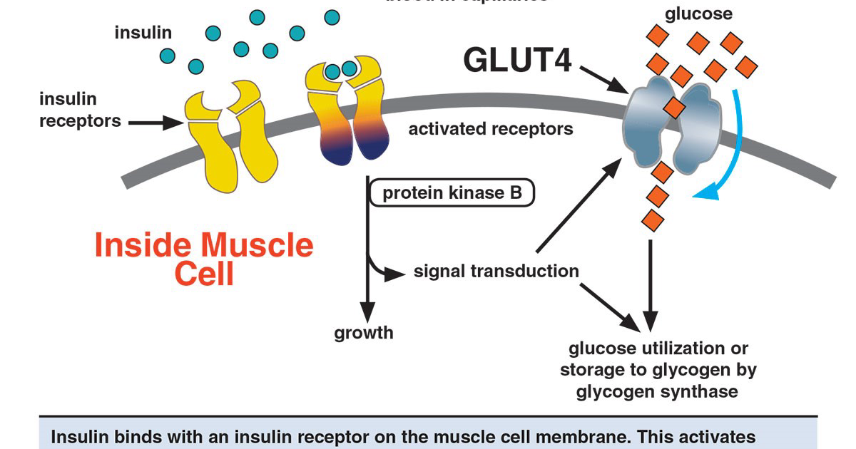 Glycogen Plus: Reversing Insulin Resistance Naturally – The Cellular Path to Metabolic Control