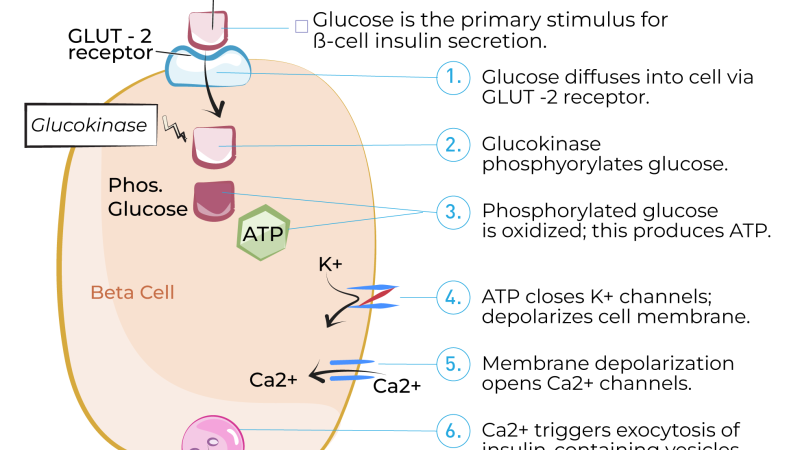 pancreatic beta cells insulin secretion glucose spikes illustration