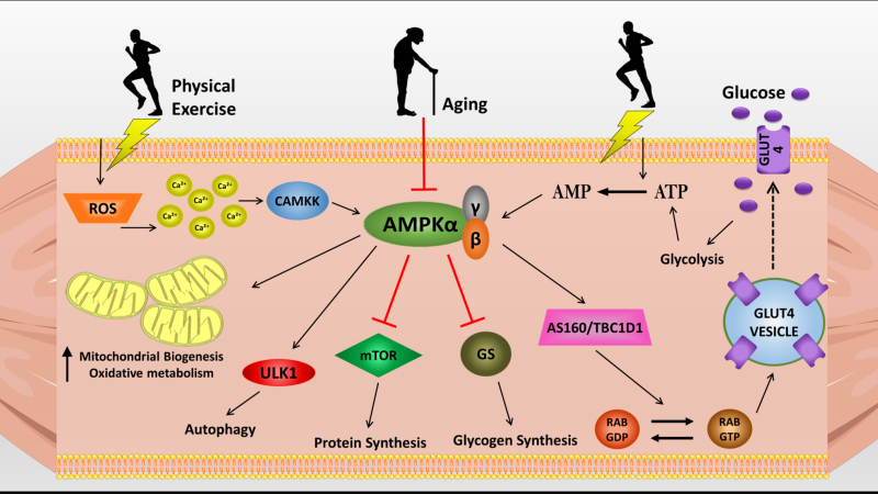 AMPK pathway activation glucose uptake muscle cells illustration