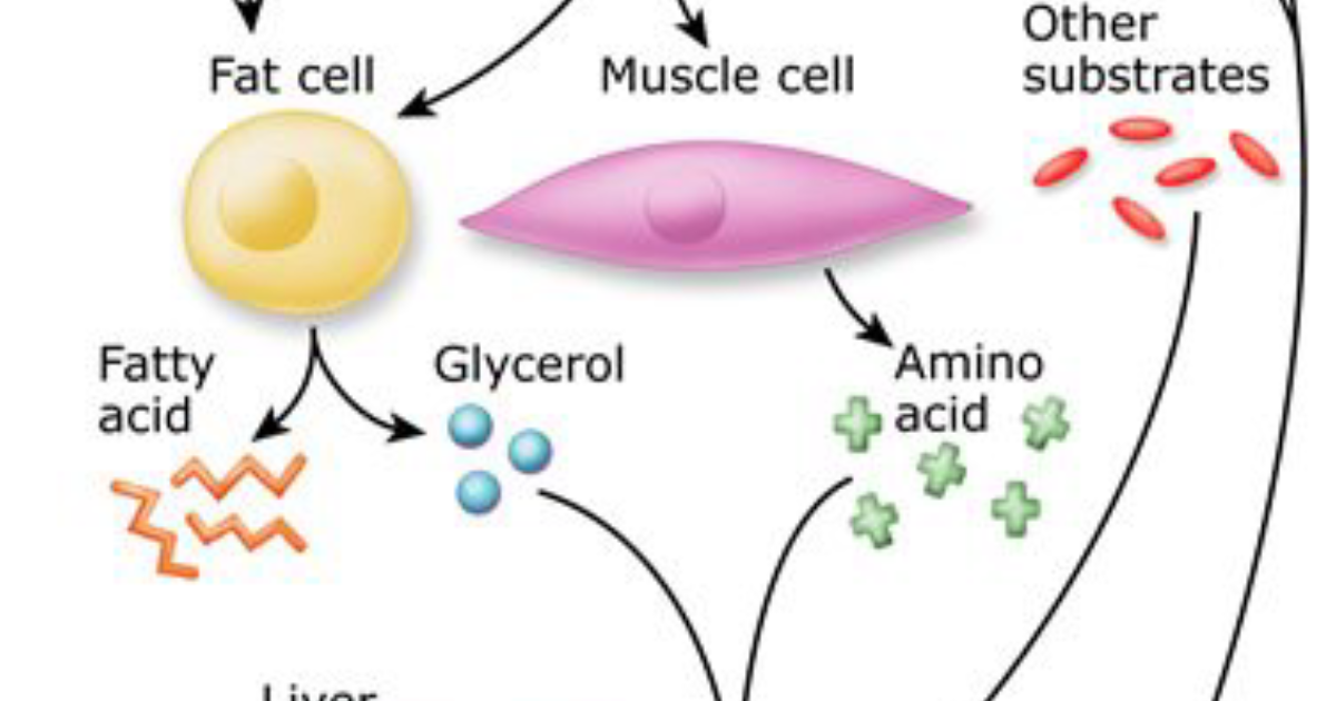 GlycoQ Blood Support Capsules: How the Liver's Nighttime Sugar Factory Drives Morning Hyperglycemia