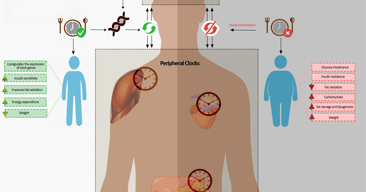 GlycoQ Blood Support Capsules: Time-Restricted Eating and AMPK – The Biological Clock That Lowers Blood Sugar