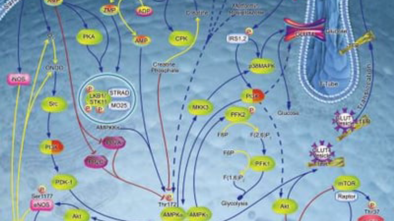 cellular energy metabolism pathway AMPK activation
