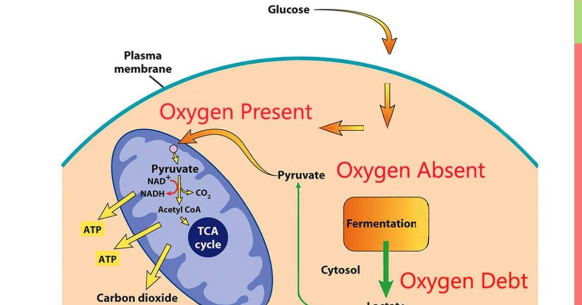 Insufend: Muscle's Role in Blood Sugar Control — Why Sarcopenia Accelerates Metabolic Disease