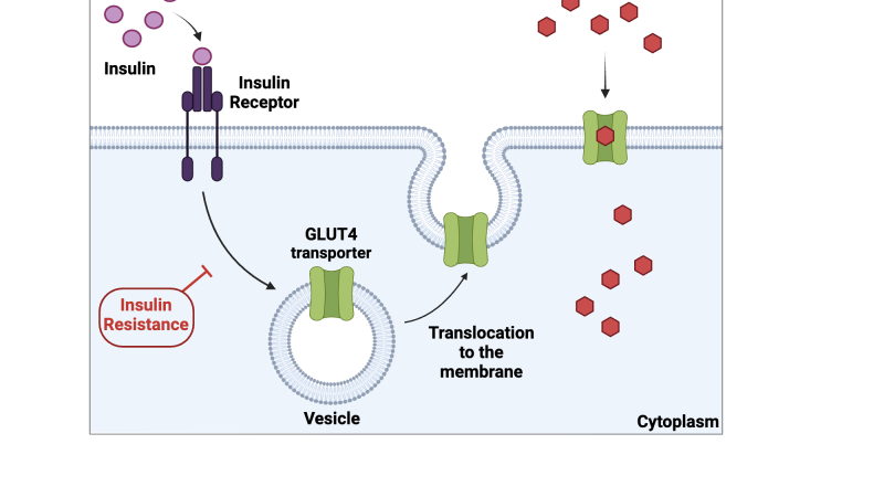 GLUT4 transporter mechanism diagram