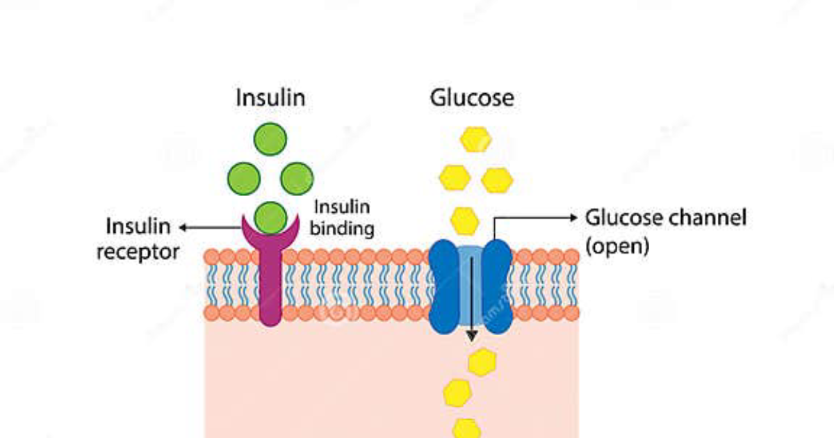 RegenVive Blood Sugar: Four Dietary Culprits That Accelerate Insulin Receptor Desensitization