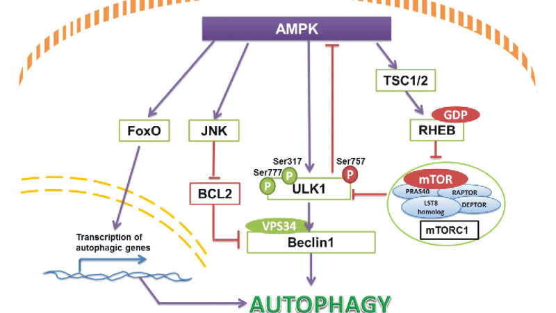 diagram showing liver cell autophagy process with glycogen breakdown