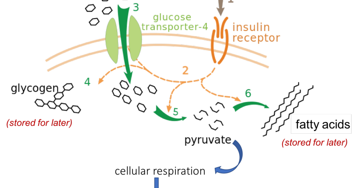 Sugar Defender: Chromium Picolinate and Insulin Receptor Activity – A Science-Based Evaluation