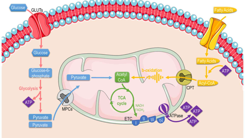 illustration of mitochondria switching between glucose and fat metabolism