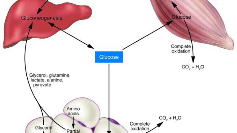 pancreas beta cells insulin production illustration
