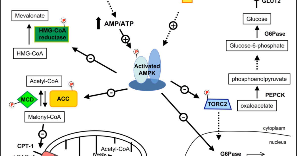 ZUCORYN Glucose Management French: How AMPK Activation Stabilizes Daily Glucose Levels