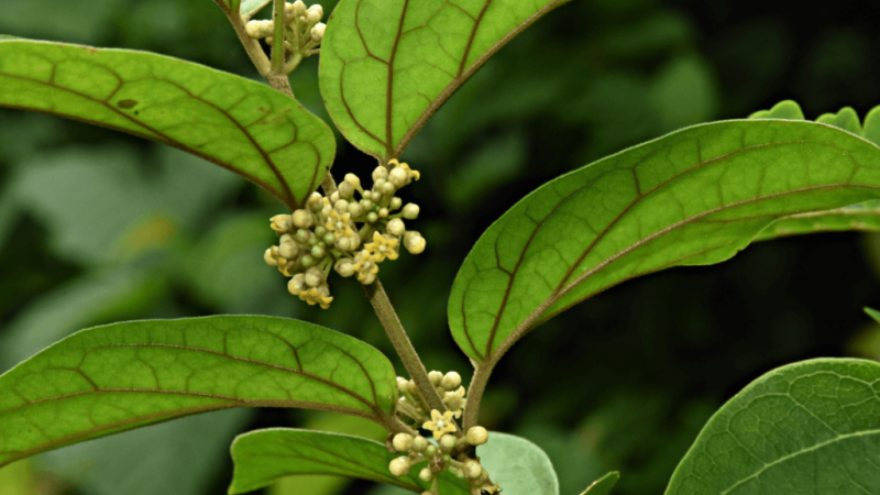 Gymnema Sylvestre plant with roots
