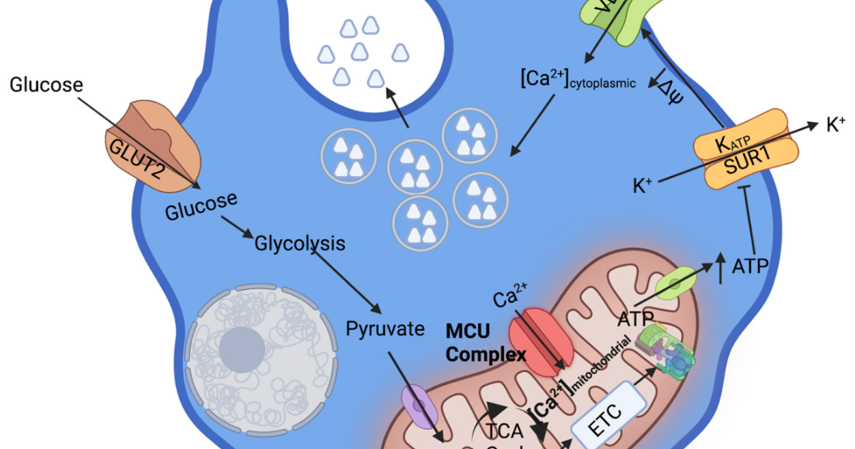 ZUCORYN Glucose Management French: Mitochondrial Dysfunction in Pancreatic Beta Cells – The Hidden Driver of Type 2 Diabetes