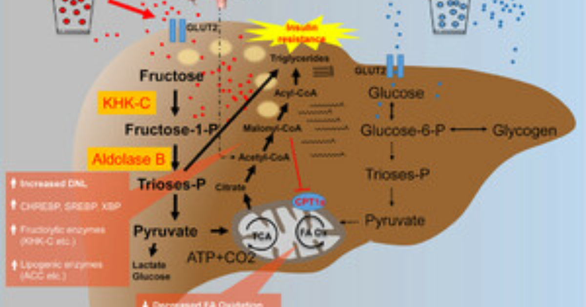ZUCORYN Glucose Management French: Reversing the Fructose-Driven Metabolic Cascade in Your Liver