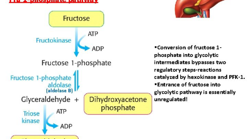 fructose metabolism liver pathway illustration