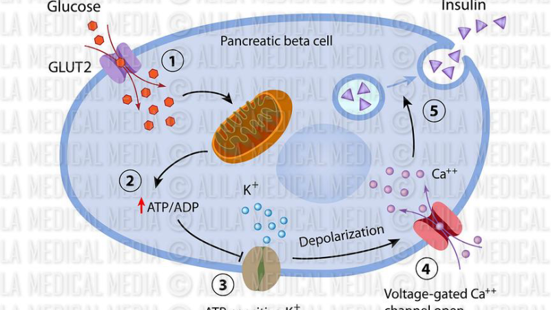 illustration of pancreatic beta cell with glucose and insulin molecules