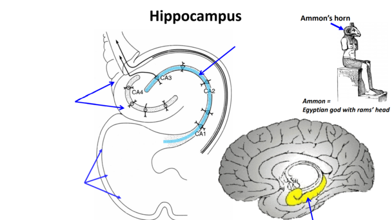 cross section of hippocampus showing neural network