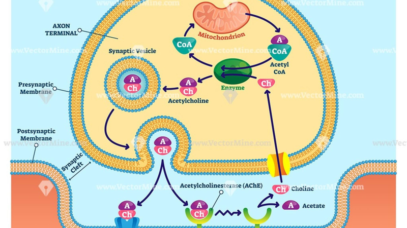 diagram of synapse with acetylcholine and BDNF pathways