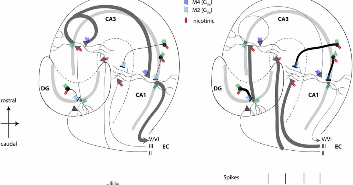 Harmobrain: Reversing the Cholinergic Crisis—How Diet and Stress Deplete Acetylcholine and Disrupt Neural Communication