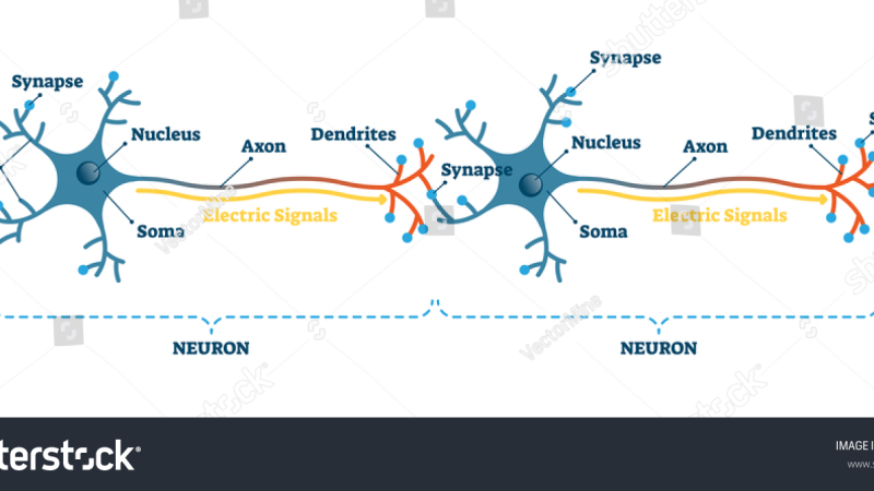 neuron with branching dendrites and synaptic connections