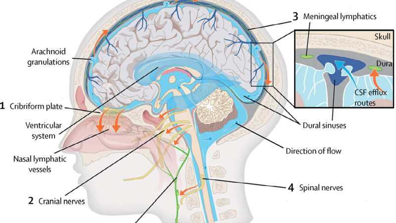 glymphatic system brain fluid flow illustration