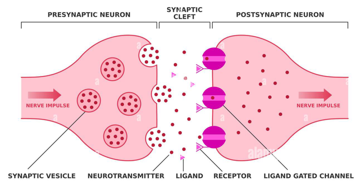 Neuro Sharp: How Targeted Nutritional Support Rescues Cholinergic Function and Sharpens Cognitive Performance