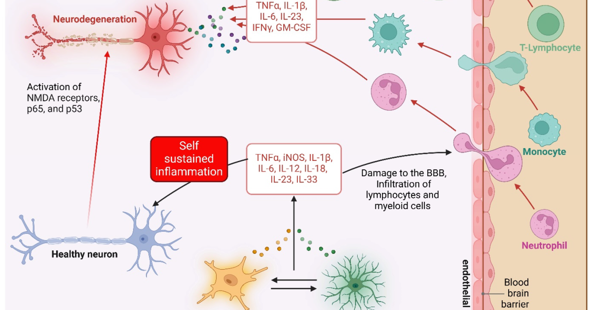 Neuro Sharp: How the Anti-Inflammatory Diet Targets Cytokines to Improve Synaptic Fidelity and End Brain Fog