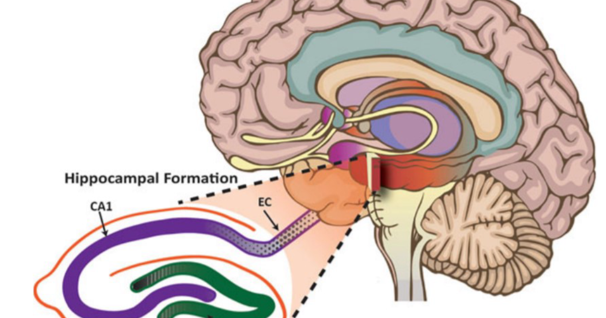 Neuro Sharp: Restoring Acetylcholine Levels to Combat Memory Loss