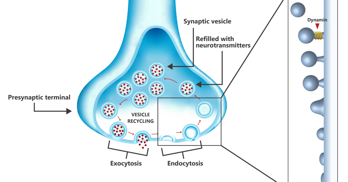 Neuro Sharp: The Cellular Bottleneck in Memory Encoding and How to Overcome It