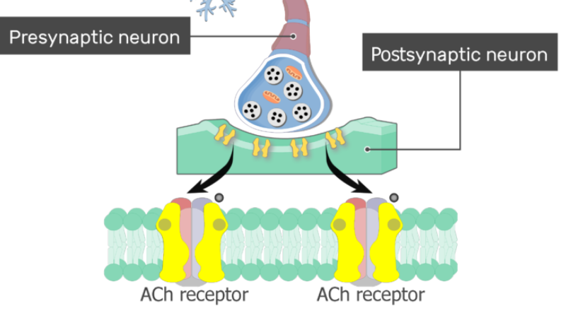 synaptic vesicle recycling diagram electron microscope