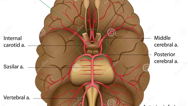 diagram of cerebral blood flow and capillaries