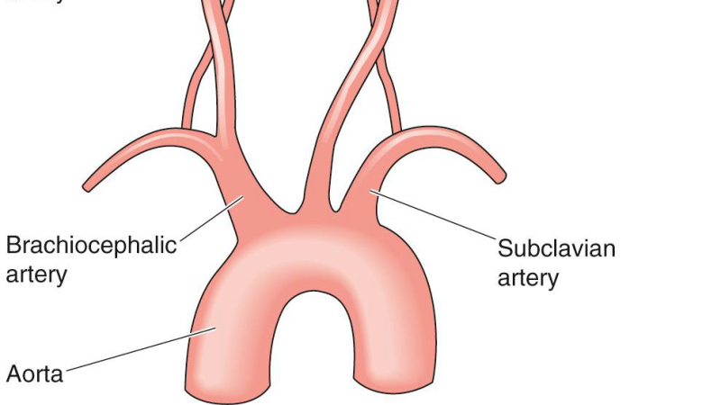brain blood flow microvasculature illustration