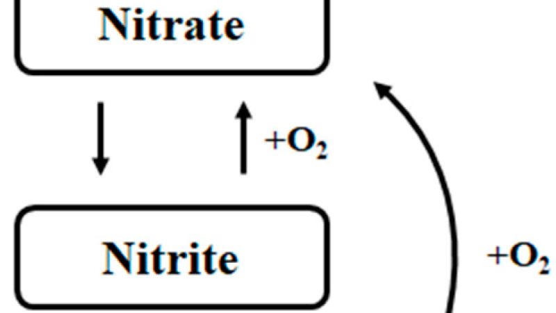 nitrate cycle nitrate to nitrite to nitric oxide brain
